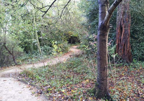 Stanley Park - Salisbury Woodland