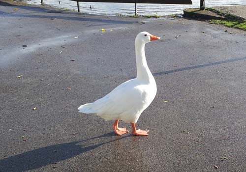 Stanley Park goose